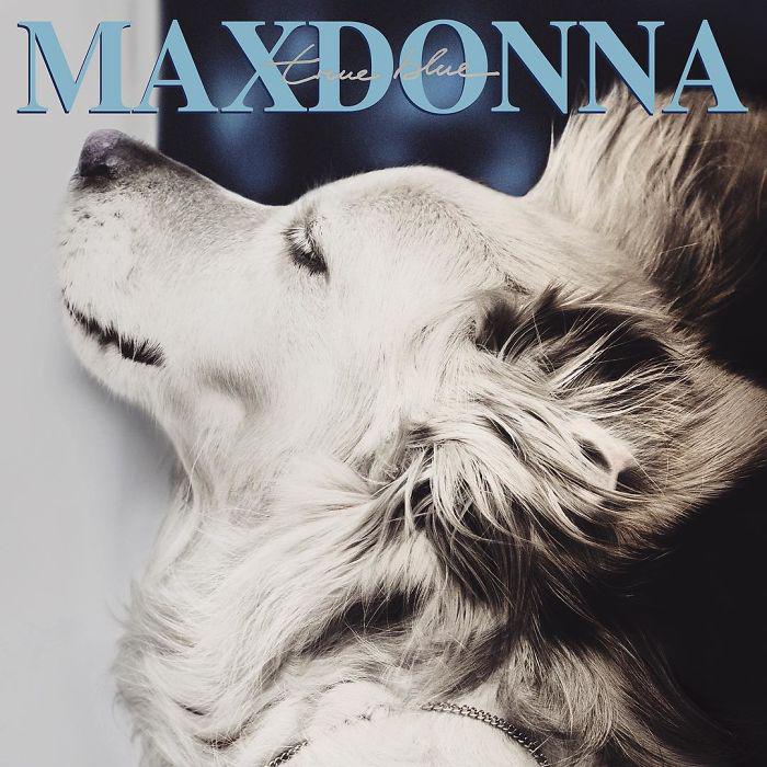  Autors: matilde Kāds izdomāja saģērbt suni kā Madonnu, un, lūk, kas no tā iznāca