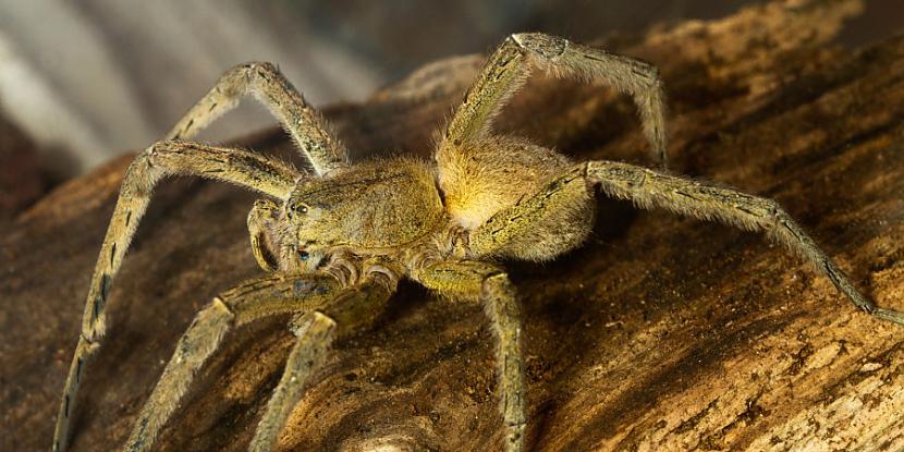 Brazilian Wandering Spider... Autors: ĶerCiet Nāvīga satikšanās: Pasaulē indīgākie dzīvnieki