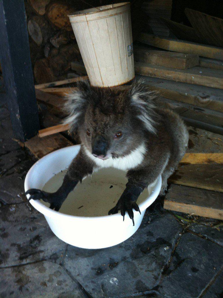 Dzīvnieki meklē patvērumu Autors: ĶerCiet Tieši cik karstas ir vasaras Austrālijā?