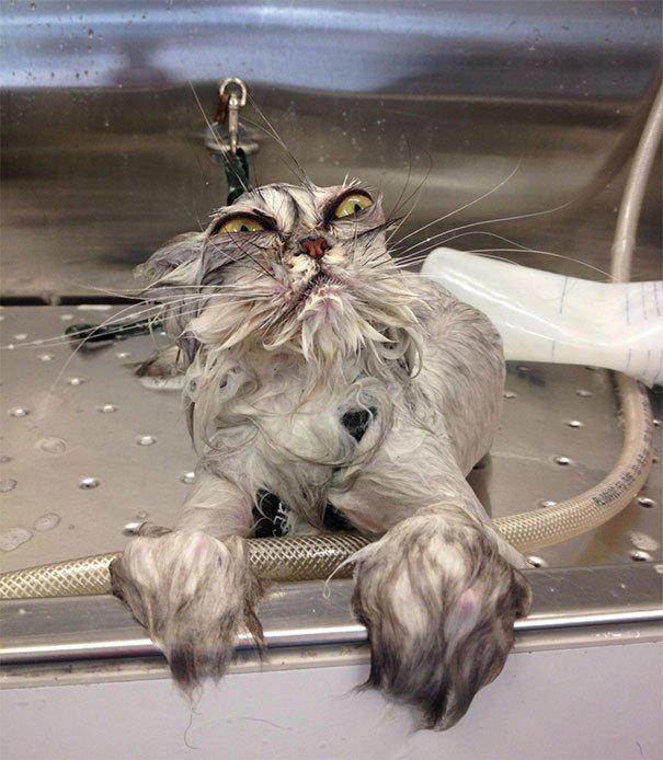 Nelabais dzīvo vannā Autors: ĶerCiet 20 dramatiski kaķi, kuri godam pelnījuši “oskaru”