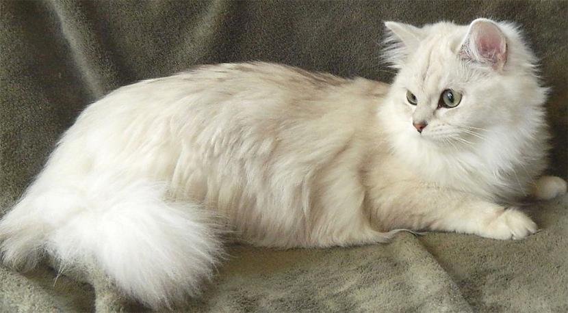 BurmillaPūkains skaists kaķis... Autors: ezkins Garspalvaino kaķu Top 10