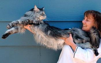 Pasaulē garākā kaķa Ginesa... Autors: ĶerCiet 8 kaķi un suņi - pasaules rekordisti