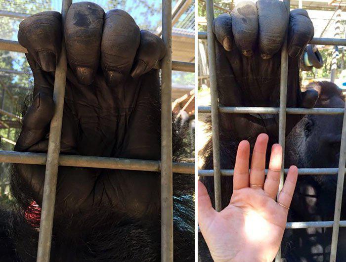 Gorillas plauksta Autors: Fosilija 20 lietas, kuras dabā ir daudz lielākas nekā domāji