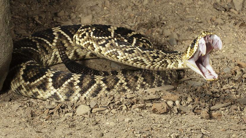 Trescaronā vieta čūskas visas... Autors: Altenzo 10 nāvējošākie dzīvie organismi uz planētas