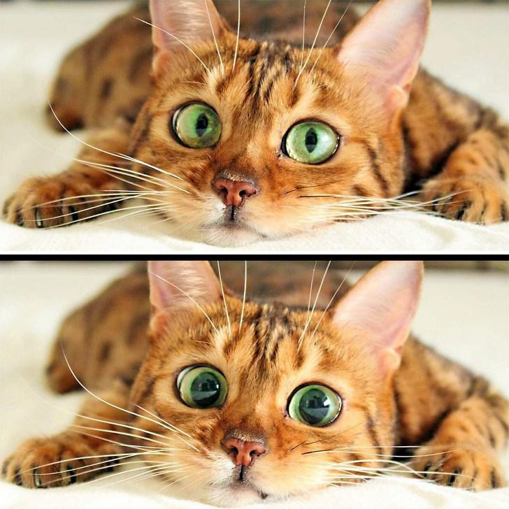 Augscaronā kaķis parastais... Autors: Lestets 10 jaukākās fotogrāfijas, kas uzņemtas īstajā mirklī