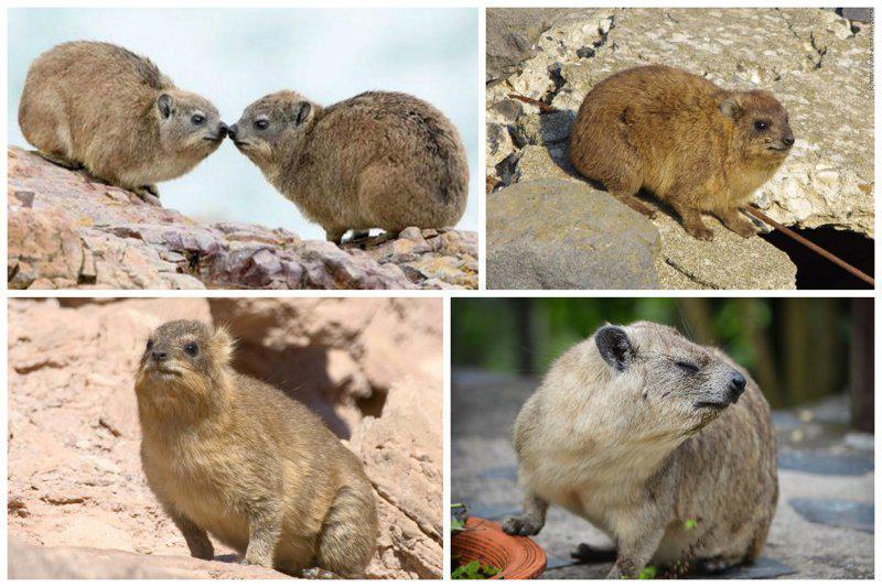 Rock hyrax  dzīvo tādās vietās... Autors: pyrathe 18 dzīvnieki, par kuriem Tu, iespējams, nebūsi pat dzirdējis