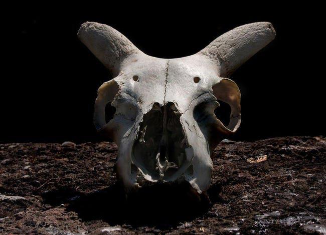 Viņscaron pielūdza... Autors: Artemiis Šausminoši fakti par «Džērsijas Monstru» - Edvardu Peisnelu