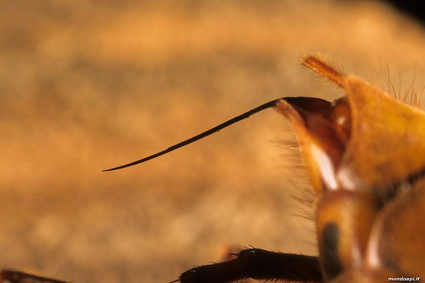 Jaunatklātā lapseņu suga... Autors: Bitchere Jauna lapseņu suga