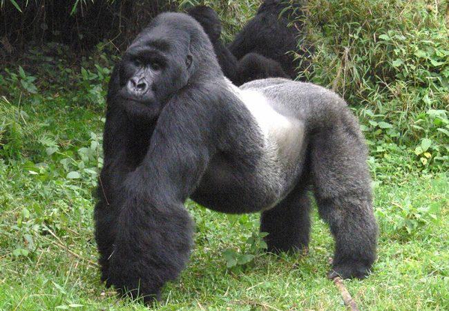 Gorillām no cilvēkiem var... Autors: swaggerr Daudz visādu interesantu faktu par dzīvniekiem.