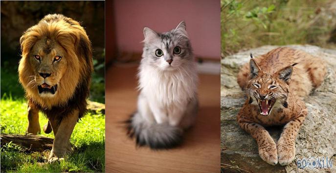 Lauvalauvasmājas kaķi un... Autors: mežrozīšu smarža Zodiaks un viņa mīļākie dzīvnieki!