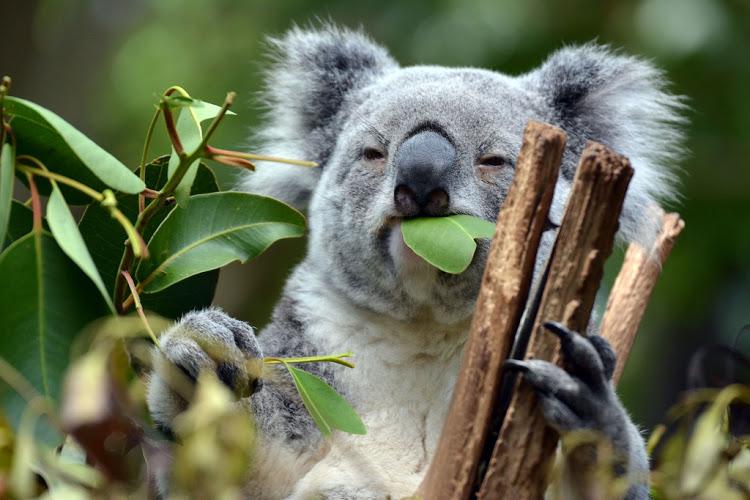 Koalas guļ 18 stundas... Autors: Fosilija 16+ pārsteidzoši fakti