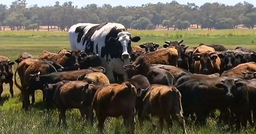 The Guardiannbsppublicētajā... Autors: matilde Pasauli pārsteidzis kāds bullis, kurš uz pārējo govju fona izskatās kā HALKS
