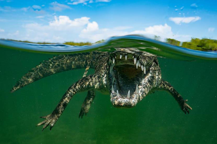 Amerikāņu krokodils Autors: Latvian Revenger 19 elpu aizraujoši attēli, kas apliecina dabas spēku