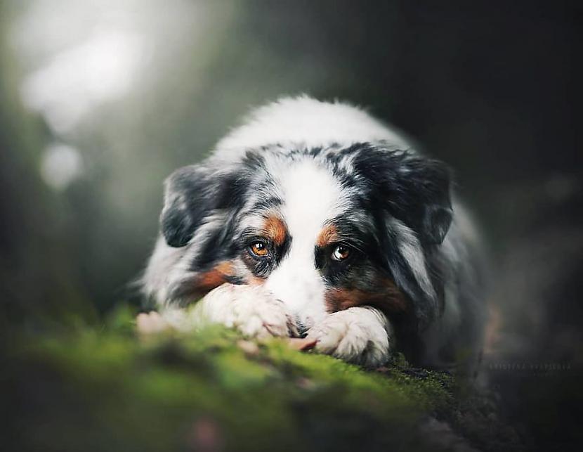  Autors: Latvian Revenger 50 izcilas suņuku fotogrāfijas