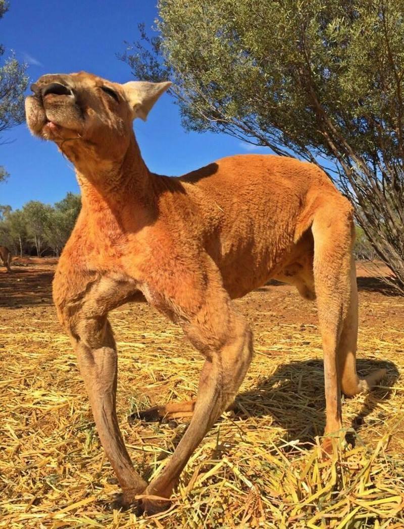 Ķengura mūžs var sasniegt pat... Autors: matilde «Atā, Rodžer»: 12 gadu vecumā miris muskuļotais ķengurs no Austrālijas