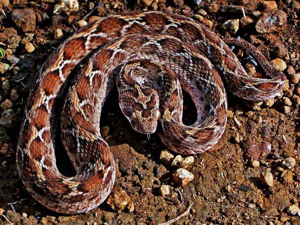 Smilscaronu efa Smilscaronu... Autors: Testu vecis 20 indīgākās čūskas pasaulē