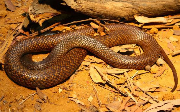 Austrumu brūnā čūska Scaronī... Autors: Testu vecis 20 indīgākās čūskas pasaulē