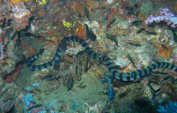 Belčera jūras čūska Pēc daudzu... Autors: Testu vecis 20 indīgākās čūskas pasaulē