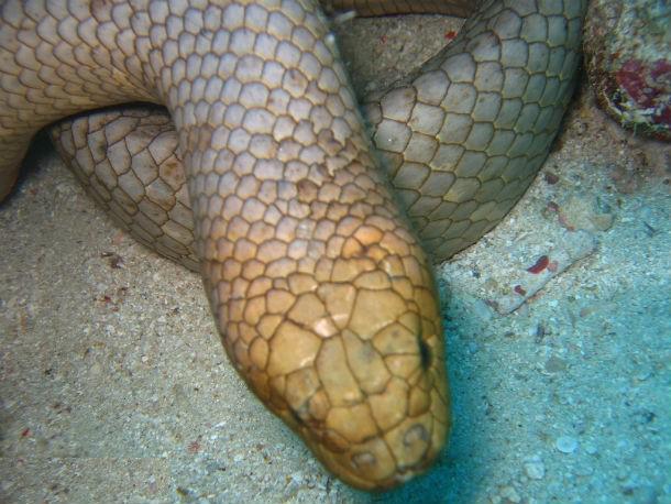 Aipysurus duboisii Scarono... Autors: Testu vecis 20 indīgākās čūskas pasaulē