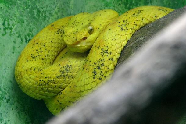 Skropstainā odze Tipisks... Autors: Testu vecis 20 indīgākās čūskas pasaulē
