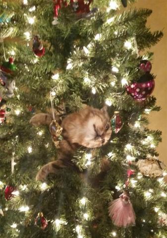 Kaut kā grūti tikt ārā Autors: EnjoyWithMarta 15 kaķi, kas palīdzēja izrotāt ziemassvētku egli