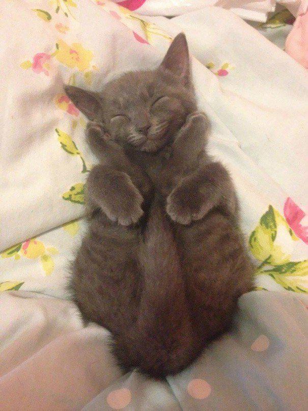  Autors: ĶerCiet 40 pierādījumu tam, ka kaķi var gulēt visur un vienmēr