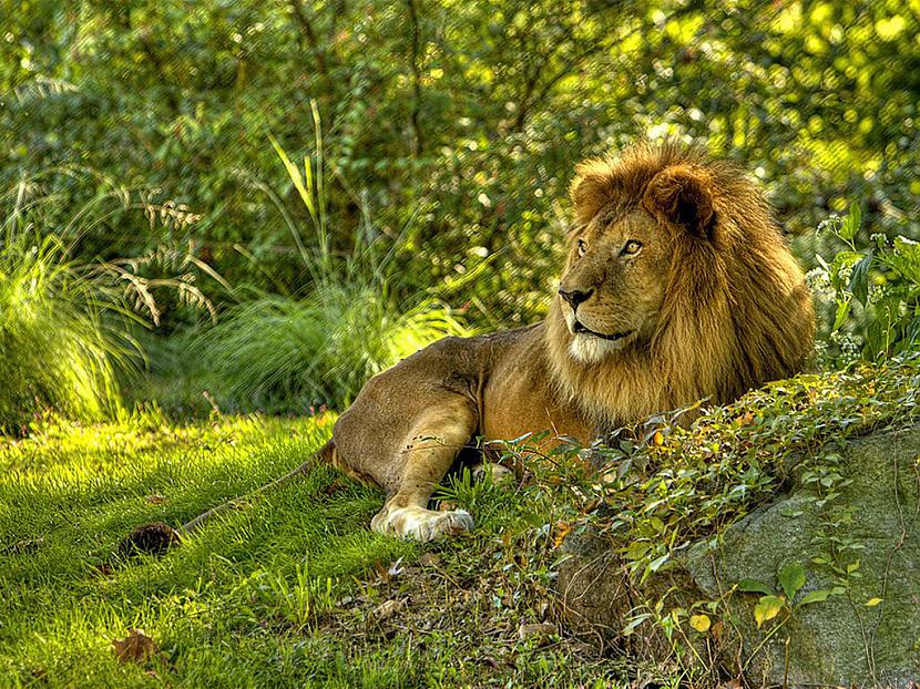  Autors: mazais28 Karalis lauva V