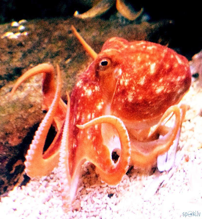  Autors: Strāvonis Astoņkājis - 2