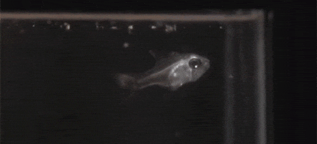 Kardināla zivsKad scaronī zivs... Autors: The Diāna 12 pārsteidzoši rentgeni, kuri liks uz pasauli raudzīties citādāk