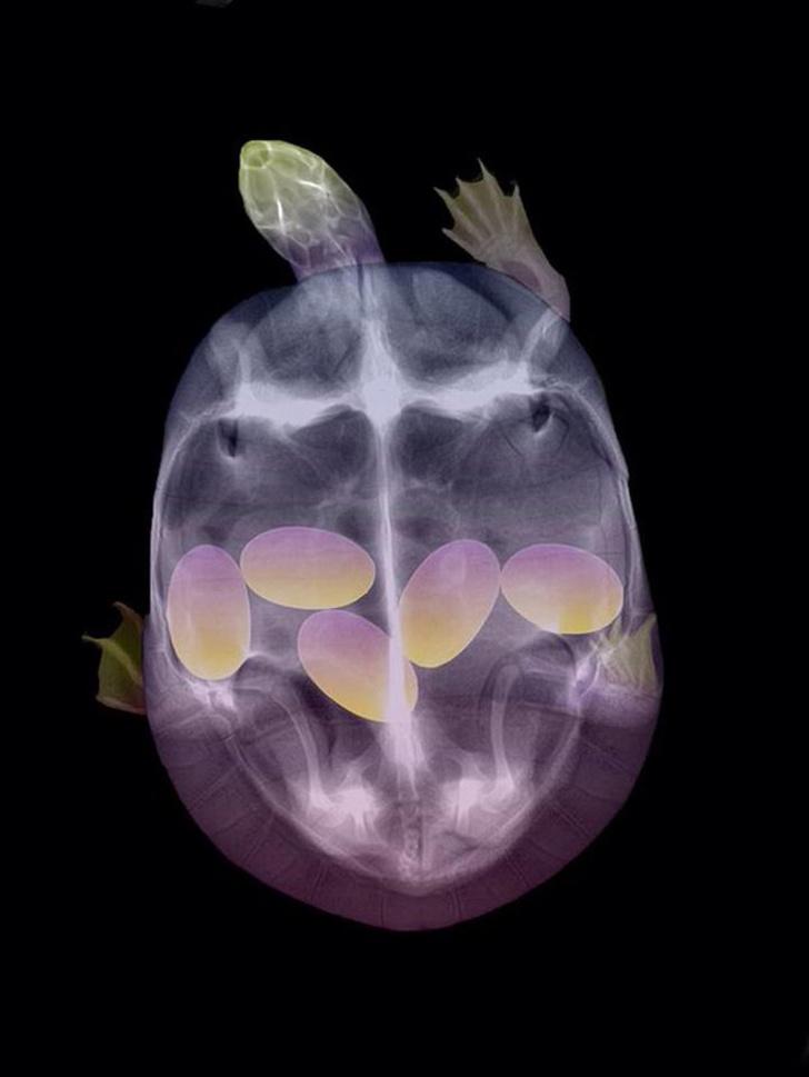 Bruņurupuča... Autors: The Diāna 12 pārsteidzoši rentgeni, kuri liks uz pasauli raudzīties citādāk