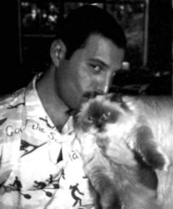  Autors: matilde 20 fotogrāfijas, kurās redzams Fredijs Merkūrijs un viņa mīļotie kaķi