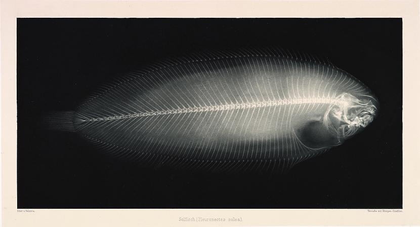  Autors: Lestets Agrīnie eksperimenti ar rentgenstariem (1896. g.)