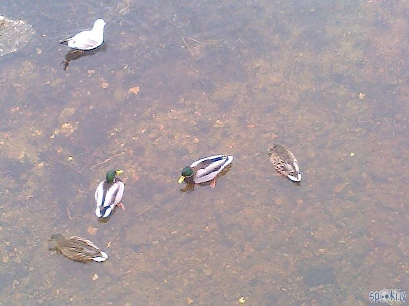 Pīļu spēles ūdenī klātesot... Autors: ezkins Putnu dienas