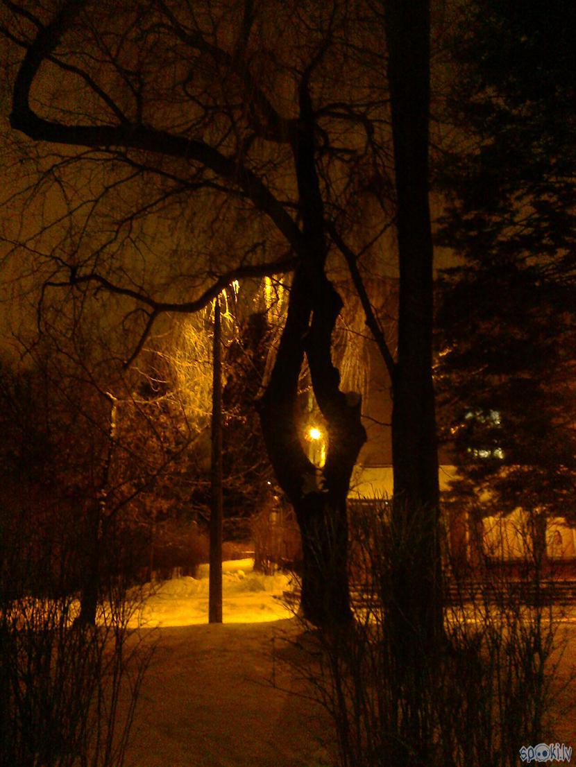 Savdabīga laterna kokā kā... Autors: ezkins Savdabīgās nakts sniega izjūtas