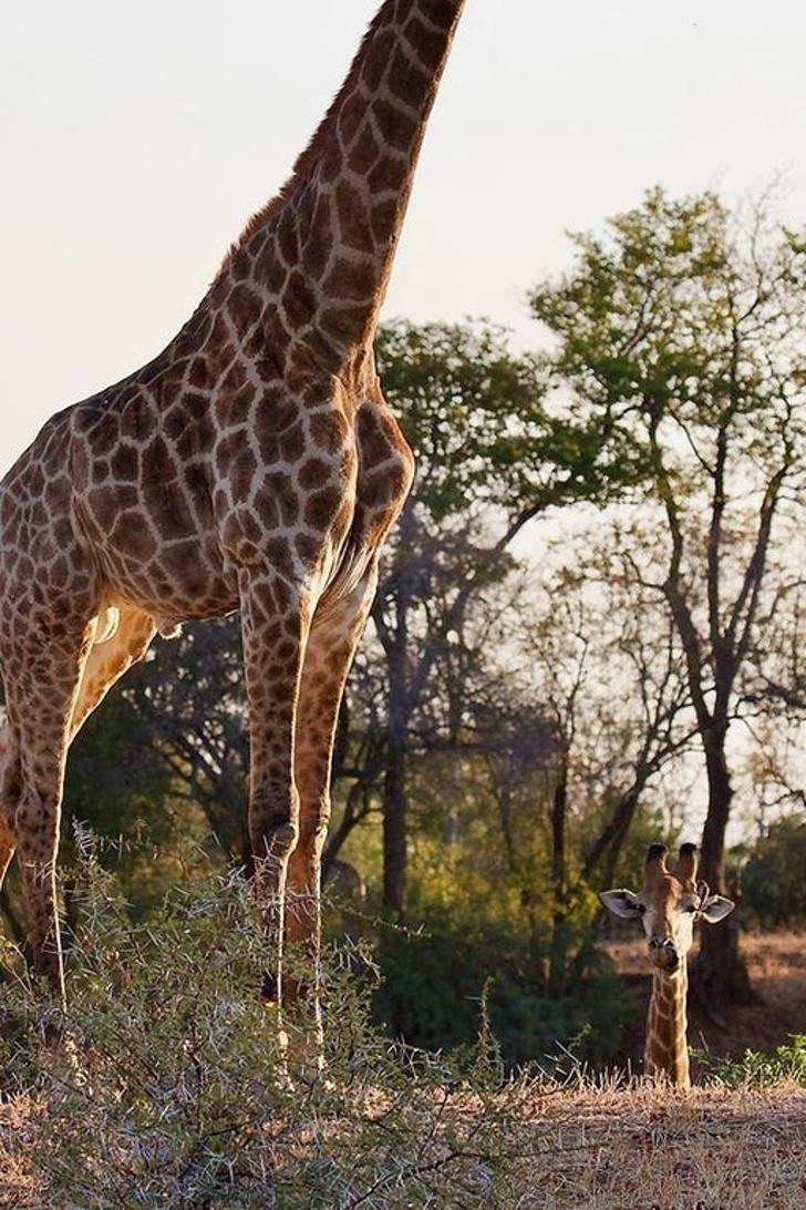 Izskatās ka scaronī žirafe ir... Autors: Lestets Fotogrāfijas, kas pārvēršas meistardarbos, ja tām pievieno īsto virsrakstu