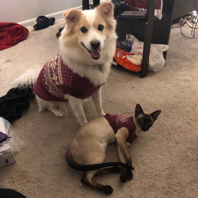 Uz svētkiem ir jāģērbjas... Autors: linduks1004 Neierastā kaķa un suņa draudzība, kura liks nobrīnīties!
