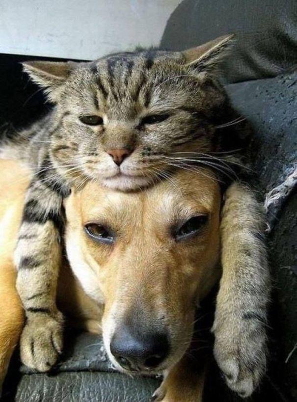 Kad nogurums ņem... Autors: linduks1004 Neierastā kaķa un suņa draudzība, kura liks nobrīnīties!
