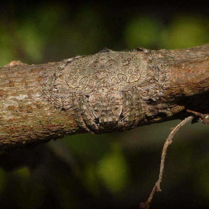 Scaronis zirneklis var... Autors: Lestets 22 bildes kā pierādījums, ka daba ir pilna ar noslēpumiem