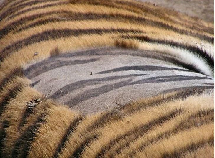 Tā izskatās noskūta tīģera āda Autors: Lestets 22 bildes kā pierādījums, ka daba ir pilna ar noslēpumiem