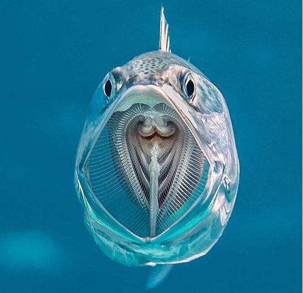 Zivs peldot cauri zooplaktonam... Autors: Lestets Iespējams, labākās fotogrāfijas, kuras būsi pēdējā laikā redzējis