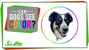 Suņi spēj saskatīt krāsasTas... Autors: Bitchere Pārsteidzoši fakti par suņiem!