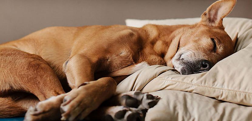 Suņi sapņo tāpat kā... Autors: Bitchere Pārsteidzoši fakti par suņiem!