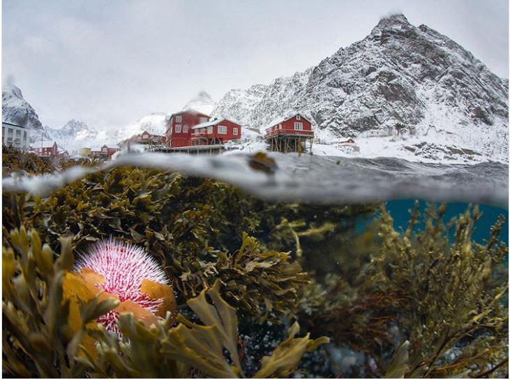 Ziemīgā Lofotena zemūdens... Autors: Lestets 20 pārsteidzošas Sjēnas Starptautiskās fotoizstādes fotogrāfijas