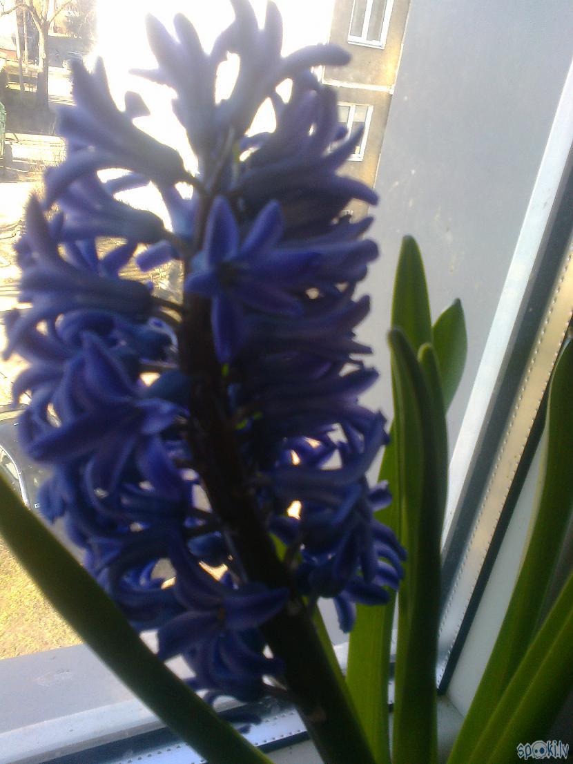 Tik skaista hiacinte mājās... Autors: ezkins Pavasarīgas pasāžas