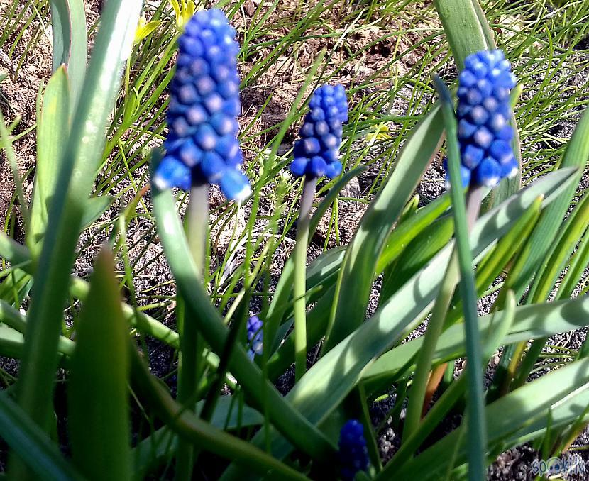 Zilās muscaronkares Autors: rasiks Pavasara toņi