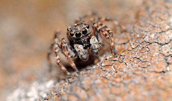 Parasti scarono zirnekļu... Autors: Kapteinis Cerība Interesanti fakti par Lēcējzirnekli