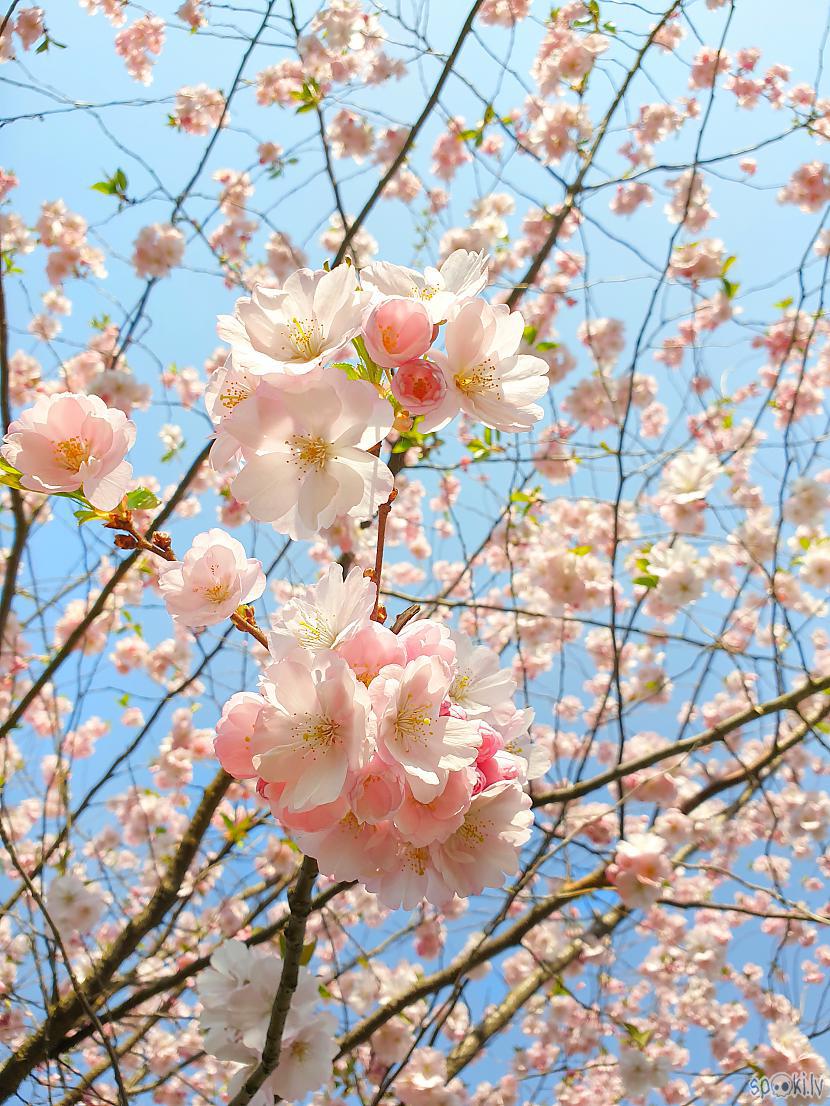Pirmie Sakuras ziedu pumpuri Autors: ghost07 Skaistums neaptverams! Rīgā krāšņi uzzied pirmās Sakuras