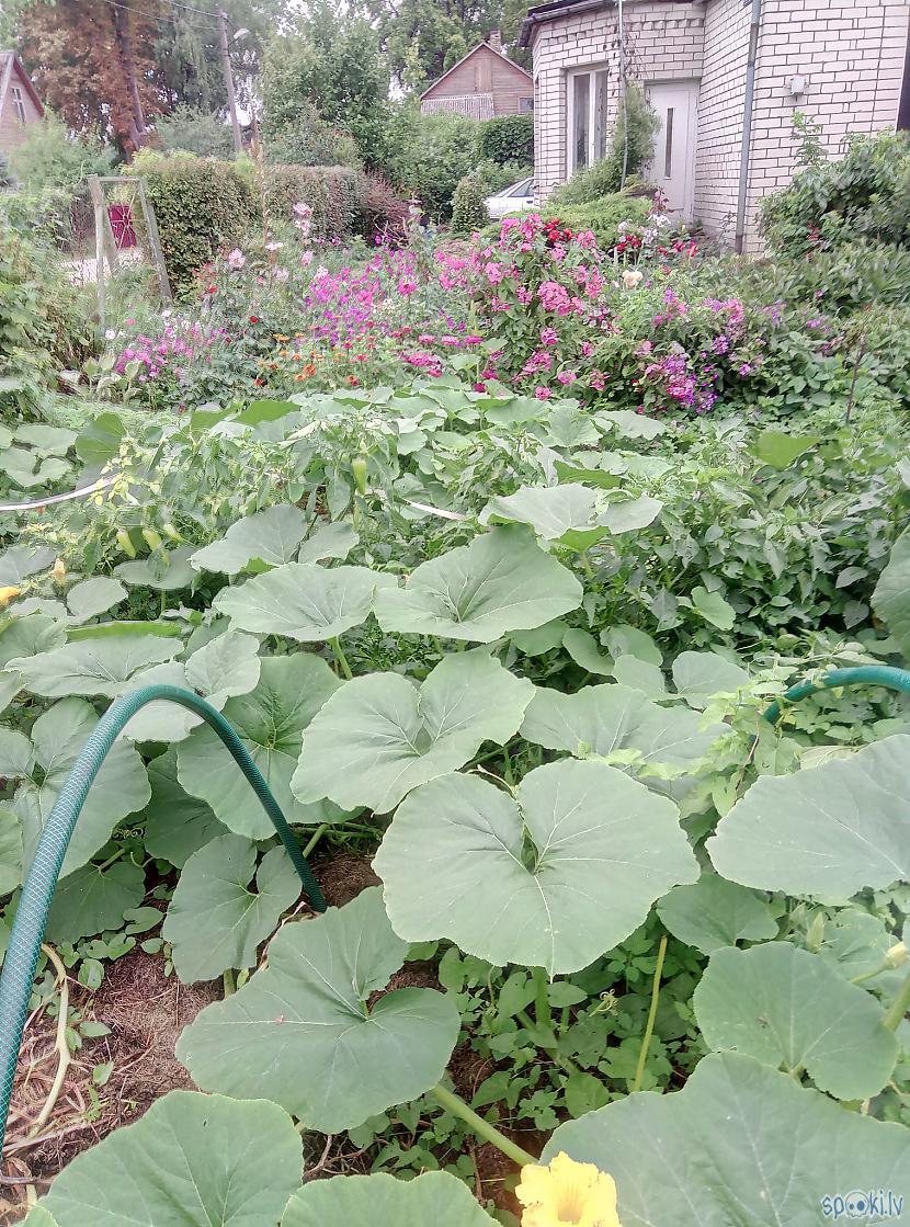  Autors: Raziels Kā izskatās dārzs, kurš trīs gadus nav ne rakts, ne laistīts