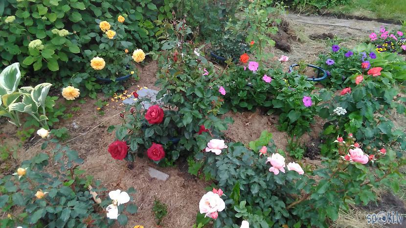 Arī rožu dobes tiek mulčētas Autors: Raziels Kā izskatās dārzs, kurš trīs gadus nav ne rakts, ne laistīts
