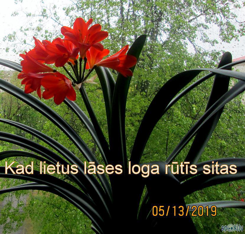 Autors: rasiks Beidzot Rīgā līst lietus.
